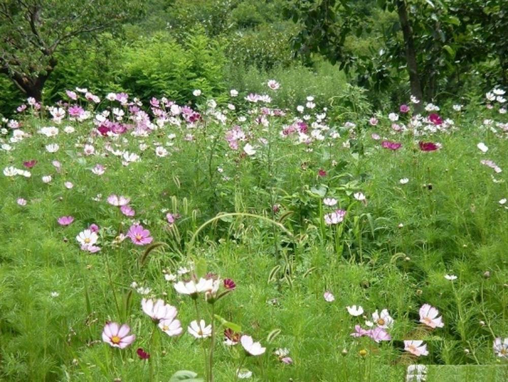 威海市荣成市石岛桃树园山庄