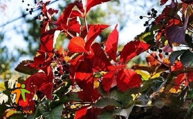 北京延庆白河堡村幸福晚年驿站